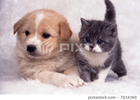 Puppy and kitten Puppy and kitten 7834360