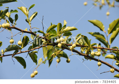 Fruit of an egg 7834405