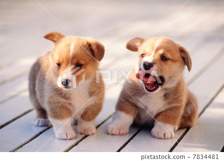 Corgi puppy Corgi puppy 7834481