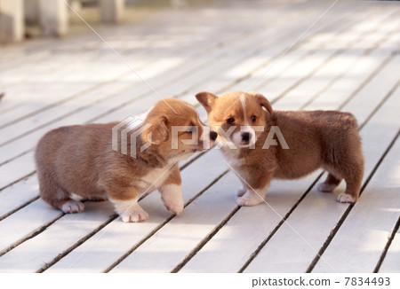 柯基犬小狗 7834493