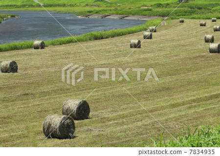 Grass roll summer 7834935