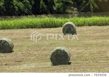 Rolling grass rolls Rolling grass rolls 7834936