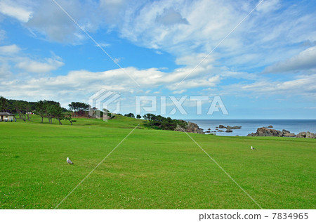 Hachinohe步行·種類自然草坪品種種類海岸 7834965