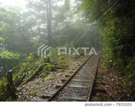 Jomon Sugi mountain path Jomon Sugi mountain path 7835203