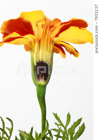 Marigold flower decomposition Marigold flower decomposition 7835237