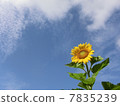 在藍天的向日葵 7835239