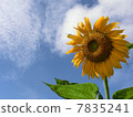 在藍天的向日葵 7835241
