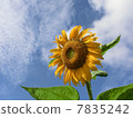 在藍天的向日葵 7835242