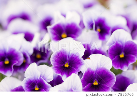 Pansy Pansy 7835765