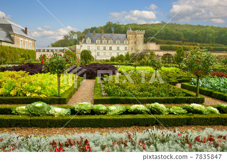 garden in Villandry chateau, France 7835847