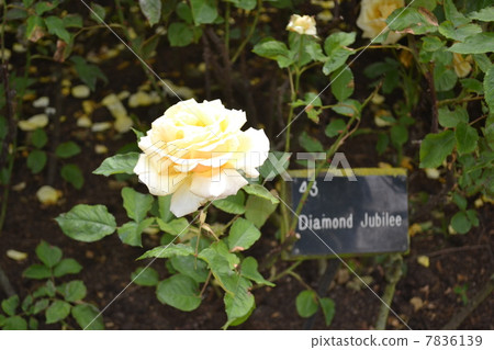 在英國的玫瑰 7836139