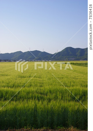 與大麥領域的農村風景 7836416