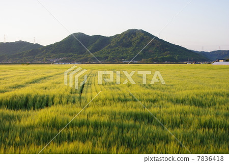 與大麥領域的農村風景 7836418