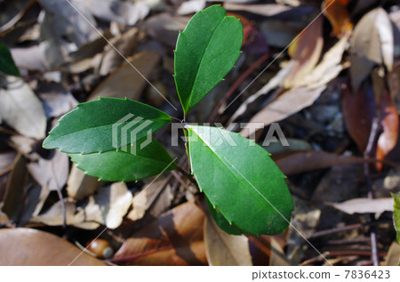 Young tree of Sadajii 7836423