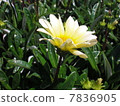 Flowers 7836905