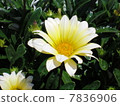 Flowers 7836906
