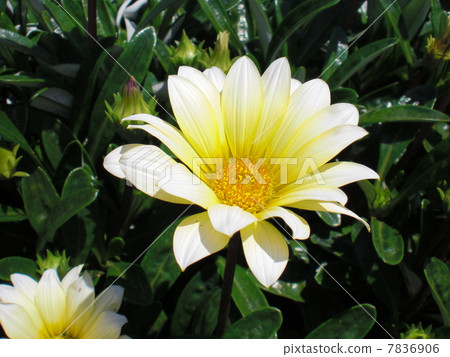 Flowers Flowers 7836906