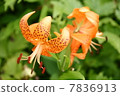 Lily  7836913