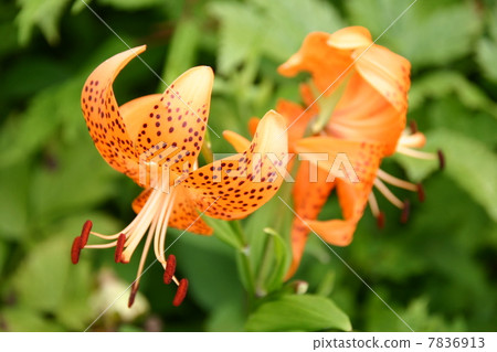 Lily  7836913