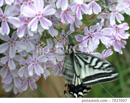 Shibaura和swallowtail蝴蝶 Shibaura和swallowtail蝴蝶 7837007