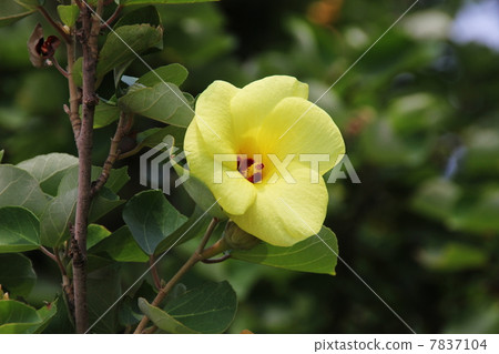 Hamaboru的花 Hamaboru的花 7837104