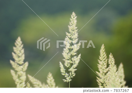 Yamanaawa flower mountain pea up Yamanaawa flower mountain pea up 7837267