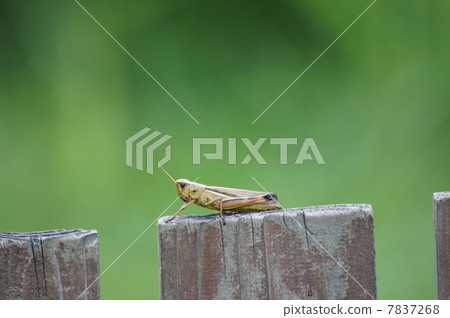 Tonosama batta at the time of rest Tonosama batta at the time of rest 7837268