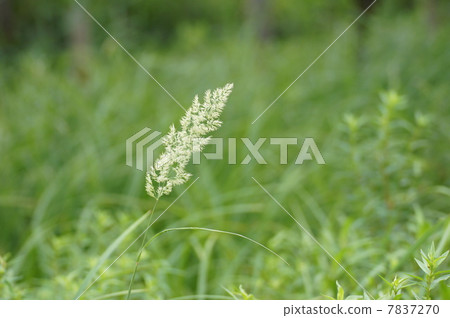 Hakone moist flower garden plants Yamawaawa mountain horse horizon Hakone moist flower garden plants Yamawaawa mountain horse horizon 7837270