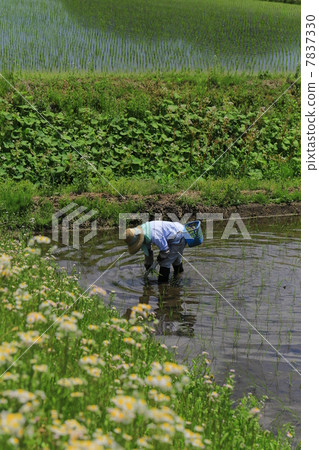 Country Rice Planting 7837330