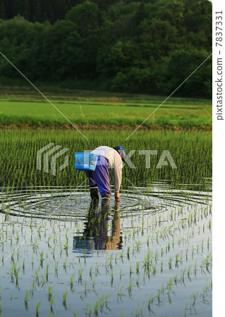 Rice planting person 7837331