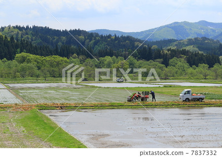 Spring rice fields 7837332