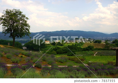 Shinshu International Music Village Lavender Festival and Lavender Field 7837355