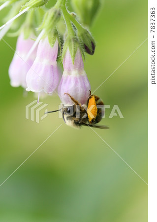 Comfrey and a honey bee Comfrey and a honey bee 7837363