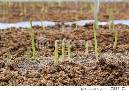 蘆筍田 蘆筍田 7837471