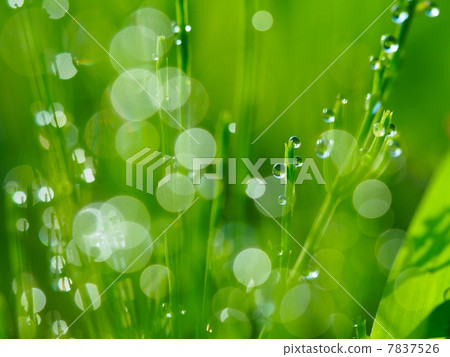 在早晨的陽光下照耀的晨露 7837526