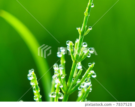 在早晨的陽光下照耀的晨露 7837528