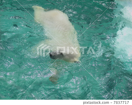 Polar bear who is good at swimming Polar bear who is good at swimming 7837717
