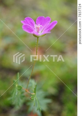 Plants of the Hakone moist flower garden Akebono Furo Tate Plants of the Hakone moist flower garden Akebono Furo Tate 7837724