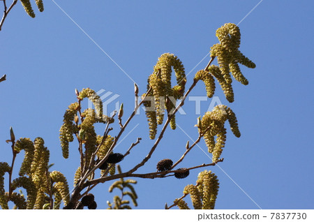 Alder flower and actual up Alder flower and actual up 7837730