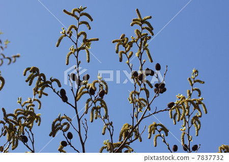 Alder flowers and rice 2 7837732