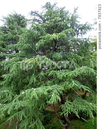 Himalaya Sugi 7837823