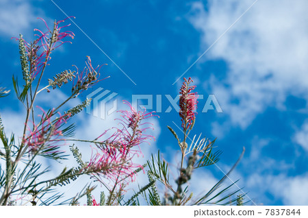 Grevirea Sylvia 7837844