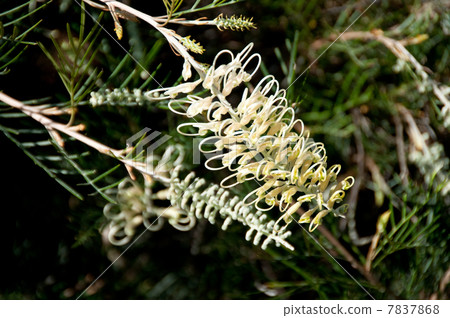 Greviria'象牙白'深色背景 7837868