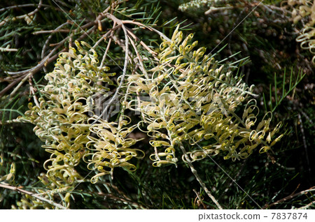 Grevirea 'Golden Whip' Grevirea 'Golden Whip' 7837874