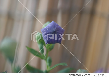 Bellflower's bud 7837945