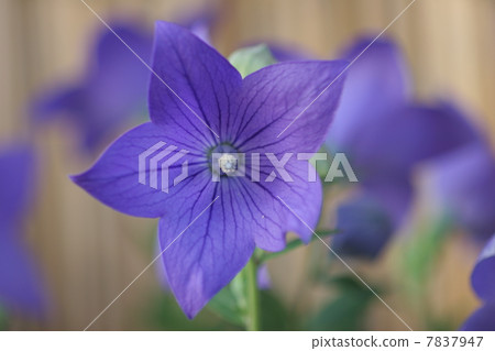 中國桔梗 7837947