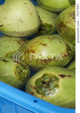椰子 7837995