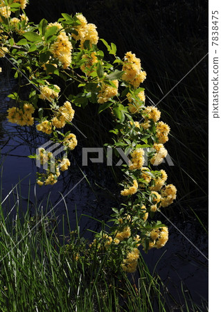 水邊的模擬酒吧 7838475