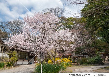 櫻花在京都Miyon Munakata神社 7838862