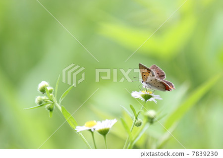 Lycaena phlaeas Lycaena phlaeas 7839230